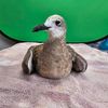 Key West Wildlife Center (24 hour rescues)