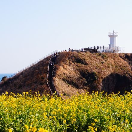 제주 도시 이미지